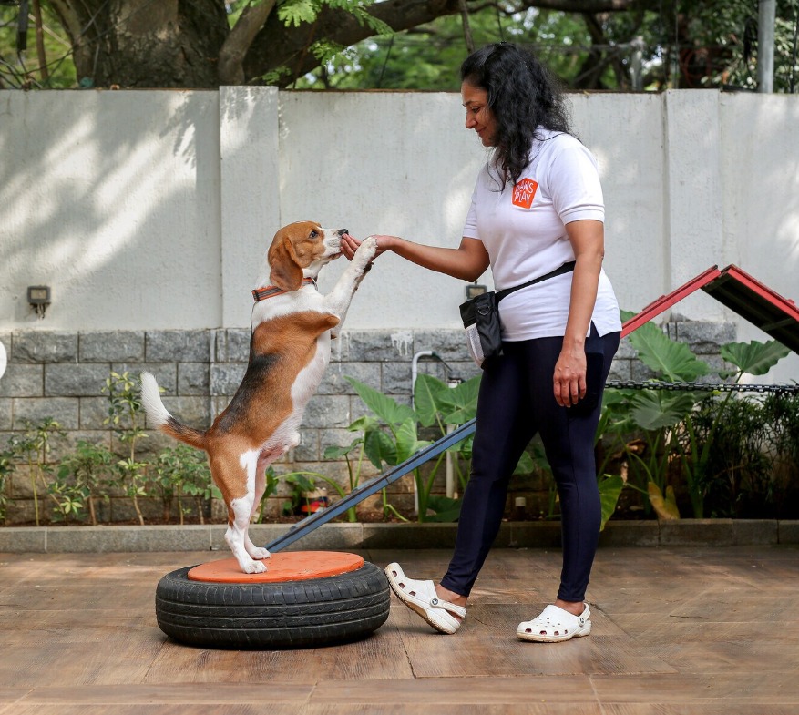 Dog training