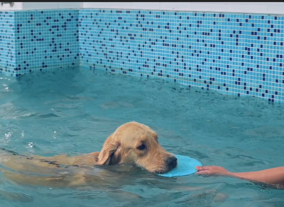 Dog swimming
