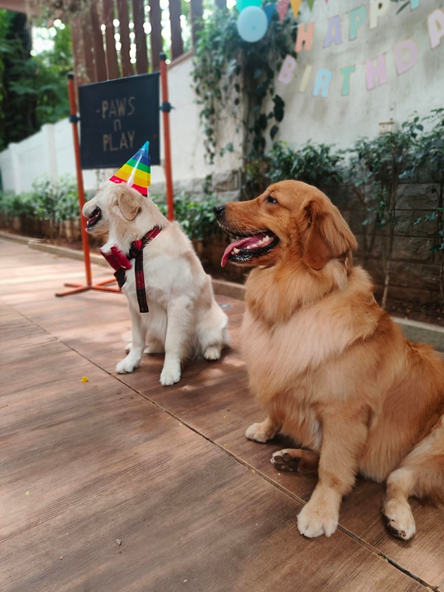 Dog birthday party