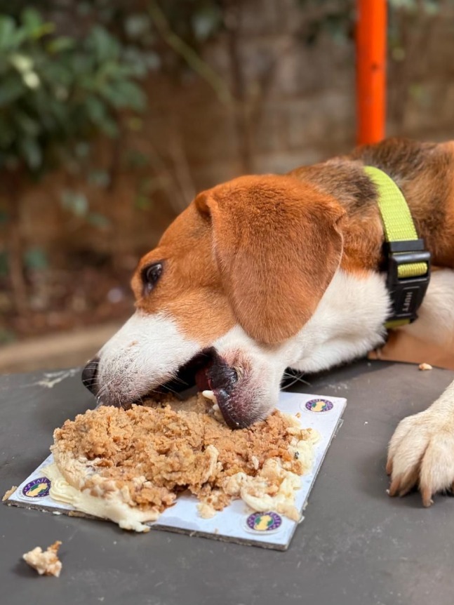 Dog birthday cake