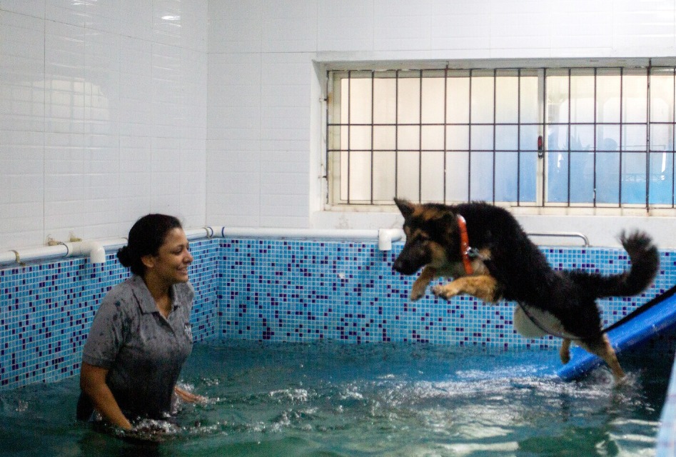 Dog playing