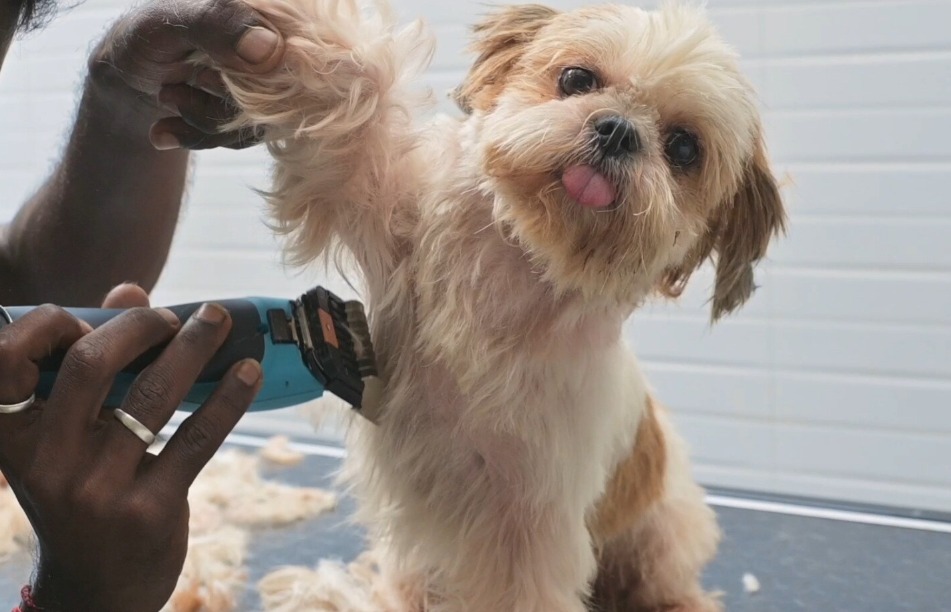 Dog grooming